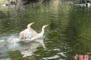 梦见领证吉林：罕见白鸬鹚连续两年“故地重游”